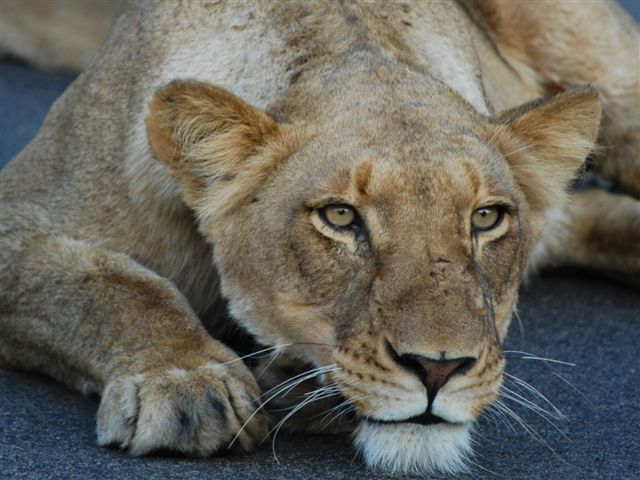 Lioness lying on the road.JPG